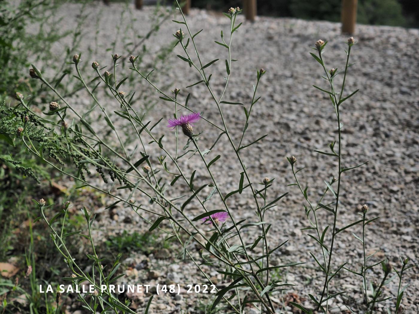 Knapweed of Timbalii plant